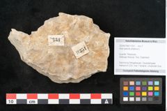 Foto (Objekt + Etikett) von Acer pseudo platanus L. (NHMW-GEO-2024-0188-11351)